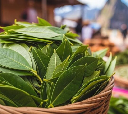 Museo de la Coca: Unveiling the Sacred Leaf of the Andes