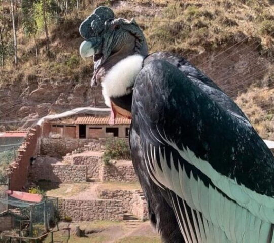 Zoológico Cusco: A Look at Native Andean Wildlife