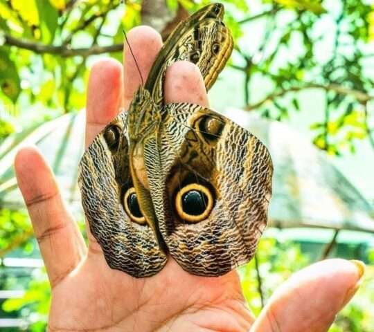 Mariposario de Machupicchu: A Sanctuary of Butterflies in the Jungle