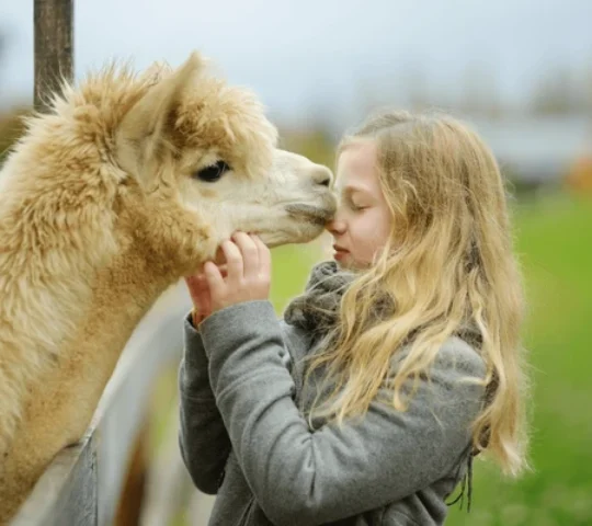 Awana Kancha: A Sanctuary for Llamas, Alpacas & Andean Traditions